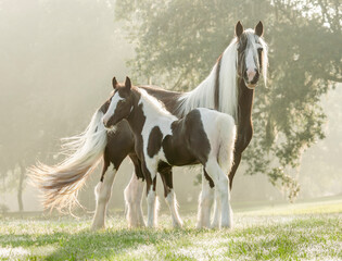 adult female Gypsy Vanner Horse mare stands with foal baby in early morning misty grass field © Mark J. Barrett