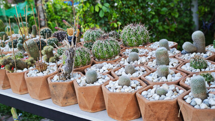 Close-up of the cacti with spines in a pot filled with small rocks