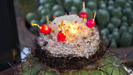 Close-up of the cacti with spines