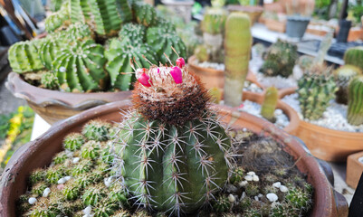 Close-up of the cacti with spines