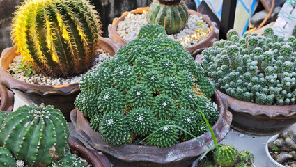 Close-up of the cacti with spines