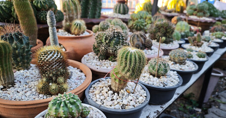 Close-up of the cacti with spines in a pot filled with small rocks