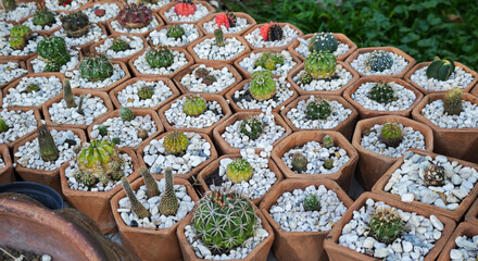 Close-up of the cacti with spines in a pot filled with small rocks