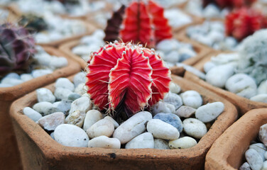 Bright red and dark cactus potted with white rocks