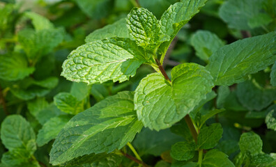 Organic green mint leaves close up
