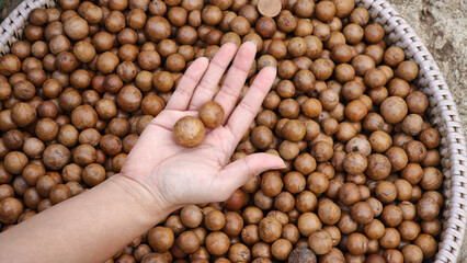 Macadamia nuts in hand and in a basket.