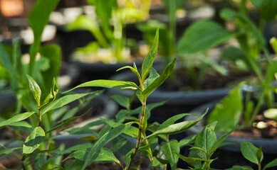 Vietnamese coriander in the garden