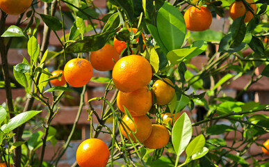 A small orange tree that is abundant with many oranges growing on it