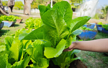 Close up A woman holds green cos lettuce from the farm,  in the planting plot.