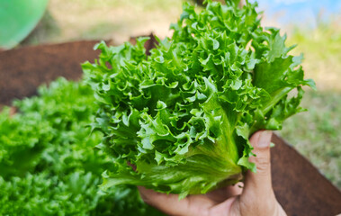 Close up A woman holds green Frillice Iceberg lettuce from the farm,  in the planting plot.