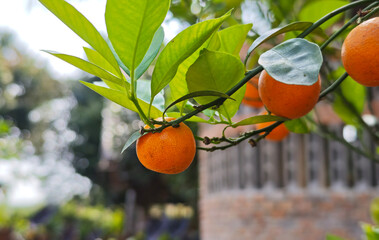 A small orange tree that is abundant with many oranges growing on it