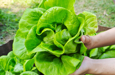 Close up A woman holds green Oak lettuce from the farm,  in the planting plot.