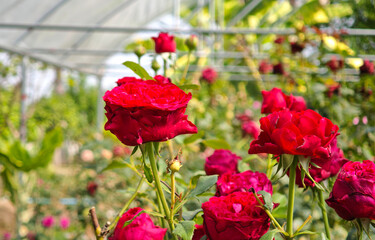 Red roses are blooming in the garden.
