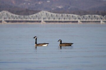 Fototapeta premium Two Canada Geese Swimming on Table Rock Lake with Bridge