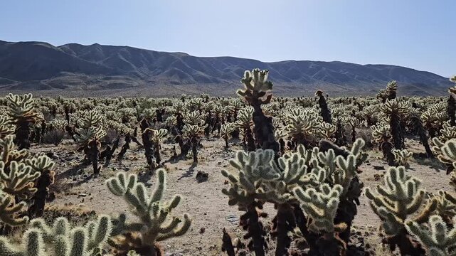 Cacti in Joshua Tree National Park