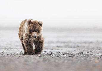 A coastal brown bear cub walking along the shore © Donna Feledichuk
