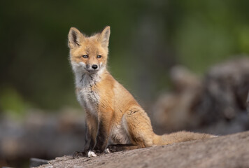 A fox kit sitting on a log