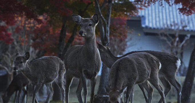 Cute deer in park walking among other deers in autumn season - slow motion