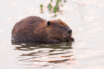 A beaver gnawing on vegetation © Donna Feledichuk