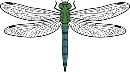 Vibrant green dragonfly animal vector on white background. © Rokaiya