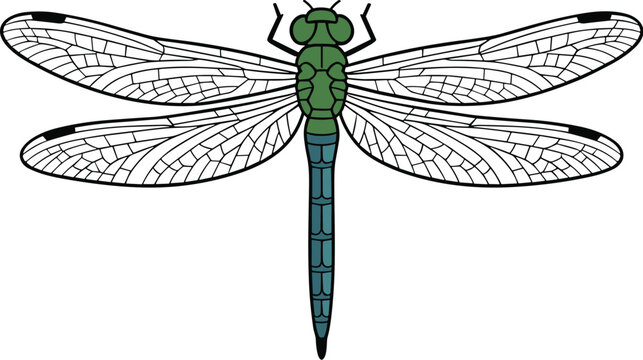 Vibrant green dragonfly animal vector on white background.