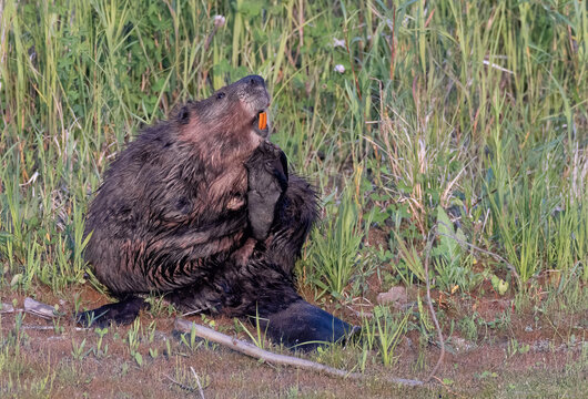A beaver stratching itself