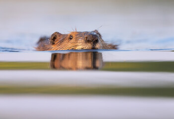 A beaver swimming in the water © Donna Feledichuk