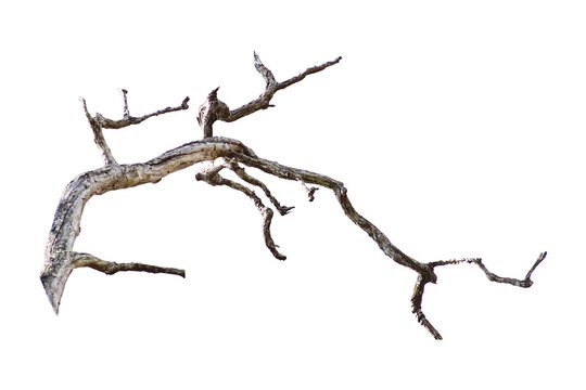 Natural branch, single branch, tree branch
