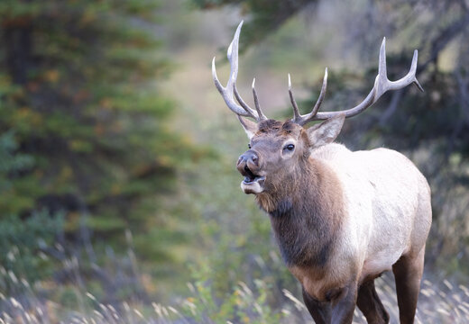 A bugling bull elk 