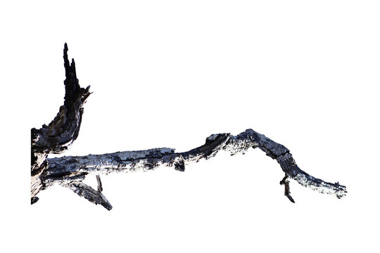 Natural branch, single branch, tree branch