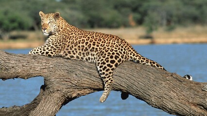 leopard in the tree © erik