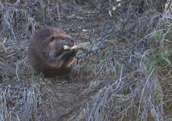 A beaver gnawing on a brnach  © Donna Feledichuk