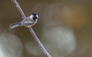 A black-capped chickadee on a branch © Donna Feledichuk