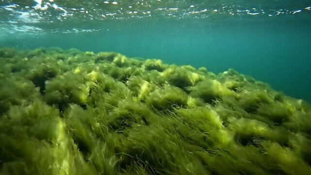 Vibrant green underwater plants thrive in clear ocean water with sunlight