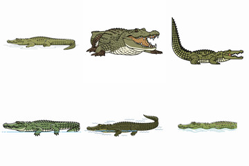 illustration of estuarine crocodile on white background