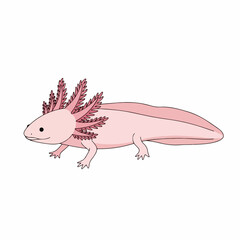 cute Axolotl illustration smiling on white background