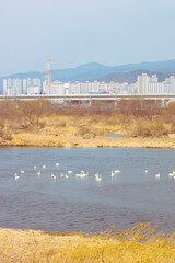 대구동구 안심지구와 금호강