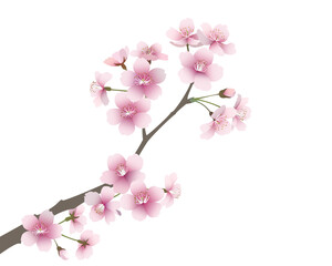 桜の花（背景透過）