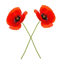 Fototapeta premium A pair of vibrant red poppies with delicate petals and green stems. isolated on transparent background