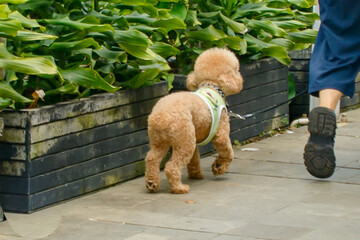 Cute brown toy poodle dog