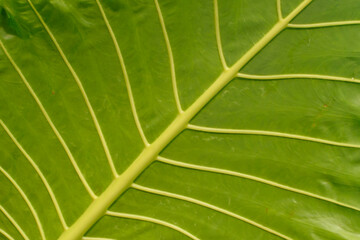 The veins of green plants