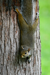 Obraz premium Curious Squirrel Clinging To Tree Trunk In Green Park Setting During Daylight, Watchful And Alert