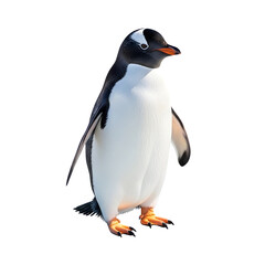 Fototapeta premium Gentoo penguin standing upright, black and white plumage, orange beak and feet, isolated on white