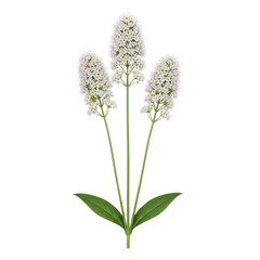 A cluster of delicate white flowers with long stems and green leaves. isolated on transparent background