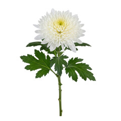 A single white chrysanthemum flower with green leaves and a yellow center isolated on transparent background