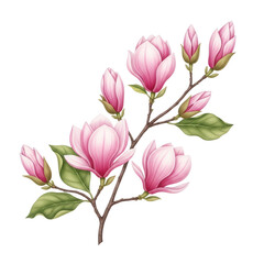 A beautiful branch of pink magnolia flowers with green leaves isolated on transparent background