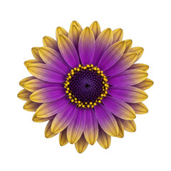 A vibrant purple and yellow flower with intricate petals and a dark center isolated on transparent background