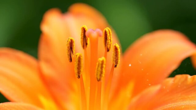 Macro shot of a bright orange flower's stamen with a blurred green background
