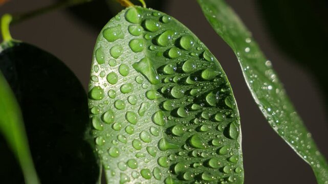 Fresh Leaf Texture With Dew Drops