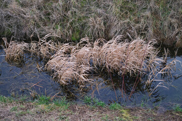 A body of water is surrounded by tall grass and weeds